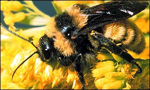 Bee