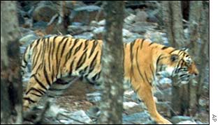 A tiger prowls the Ranthambhor sanctuary
