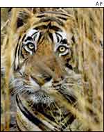 Ranthambhor tiger eyes the Clinton entourage in 2000