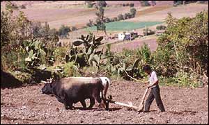 Peruvian farmer ploughing his land