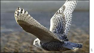 Snowy owl
