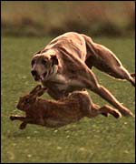 Hare tries to elude dog PA