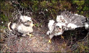 Hen harrier chicks have been bred at Lake Vyrnwy