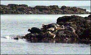 Grey and common seals off the Pembrokeshire coast