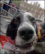 Diva the dog takes in the sights around Westminster
