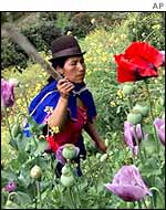 A woman cuts down heroin poppies