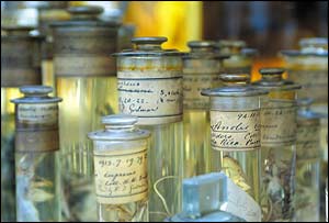 Darwin Centre, The Natural History Museum