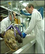 Darwin Centre, The Natural History Museum