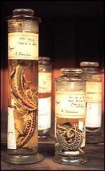 Darwin Centre, The Natural History Museum