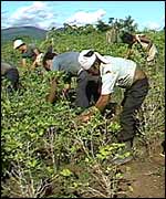 Workers harvesting coca leaves