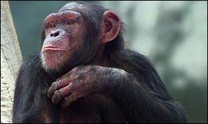 Chimpanzee, BBC