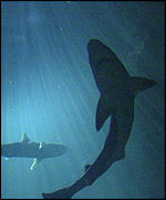 Sharks in sea BBC