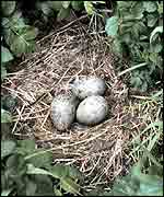 Three gulls' eggs in nest NOAA