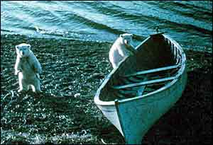 Two bears by beached boat NOAA
