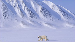 Polar bear, BBC WILD/Mats Forsberg