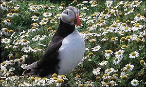 Puffin