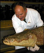 Pirarucu/Arapaima gigas, BBC