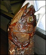 Coelacanth/Latimeria chalumnae, BBC