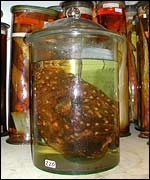 Himantolophus groenlandicus, BBC