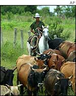 Man herding cattle in Cuba to safer pastures 