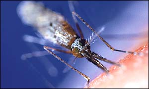 Mosquito, cdc/Jim Gathany