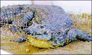 Recaptured crocodile (courtesy of The Namibian)