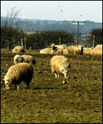 Rounded-up sheep in the foot-and-mouth crisis 