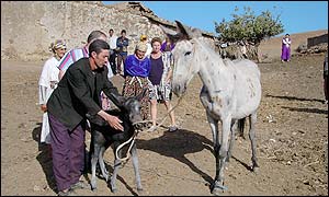 The miracle mule and its foal