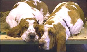 Dogs on show at Crufts Dog Show 2002