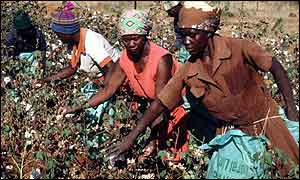 Cotton pickers in Zimbabwe