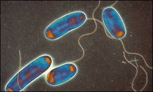 Legionella bacteria