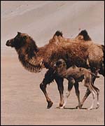 Camel and calf John Hare
