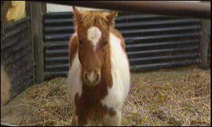 Dartmoor pony at auction