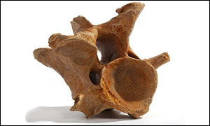 Aurochs, Natural History Museum