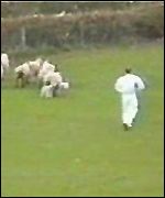Adrian Walker in field with sheep