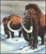 Mammoths, Natural History Museum