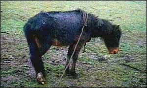 RSPCA photograph of horse