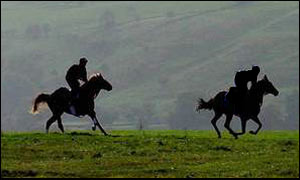 Race horses work out on the gallops