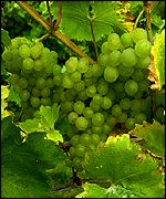 Grapes