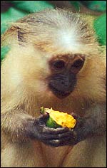 Julie Wieczkowski/University of Georgia