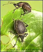 Otiorhynchus armadillo (top) and Otiorhynchus salicicola