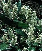 Cherry laurel