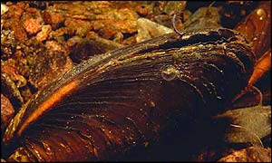 Pearl mussel