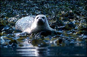 Common seal