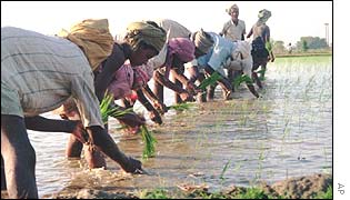 Paddy field in India