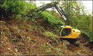 Cutting rhododendron