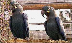 Lears macaws 
