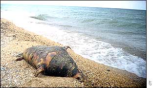 Dead Caspian seal 
