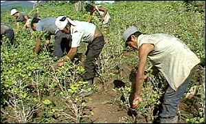 Colombian farmers