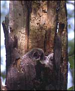 Owlets in nest Pavol Kanuch